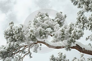Snow Covered Pine Tree Branches Against Cloudy Sky