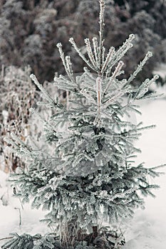 Snow Covered Pine Tree Branches Close Up