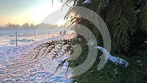 Snow covered pine tree branches close up