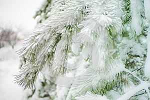 Snow covered pine tree branches close-up with magic sunlight