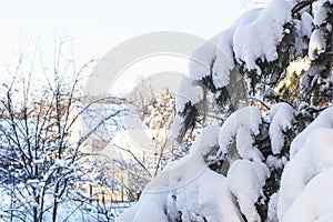 snow-covered pine tree branches and country houses