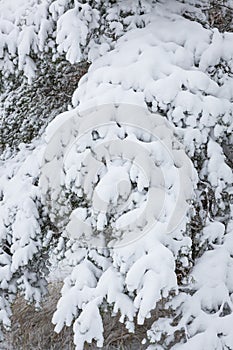 Snow covered pine tree branches in forest