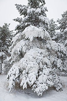 Snow covered pine tree branches in forest