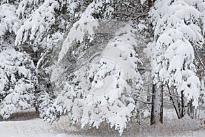 Snow covered pine tree branches in forest