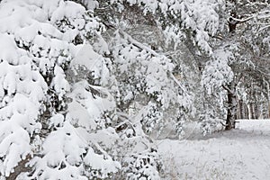 Snow covered pine tree branches in forest