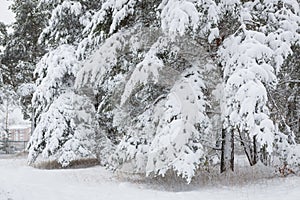 Snow covered pine tree branches in forest