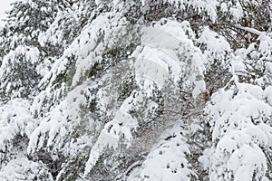 Snow covered pine tree branches in forest