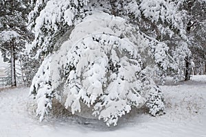 Snow covered pine tree branches in forest