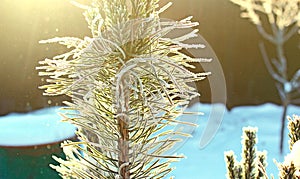 Snow-covered pine tree branches in the sunlight