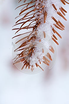 Snow Covered Pine Tree Branches .Winter background.