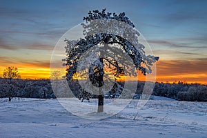 Snow covered pine tree, Cumberland Gap National Park