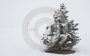 Snow covered pine tree with empty wooden bench in the distance in a ghostly winter fog