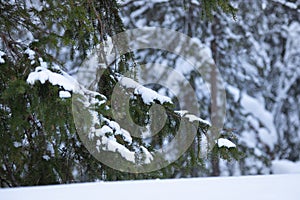 Snow covered pine tree in Finland