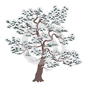 Snow Covered Pine Tree Isolated on White