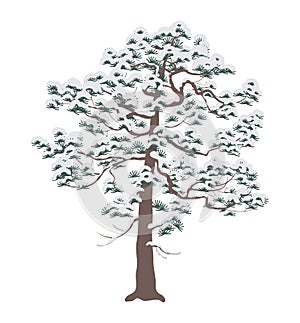 Snow Covered Pine Tree Isolated on White