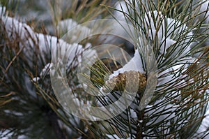 Snow covered pine tree and pine cone