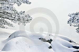 Snow covered pine tree and stone