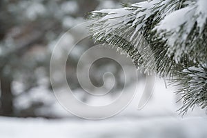 Snow covered pine tree in winter season closeup