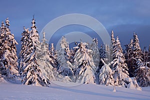 Snow-covered pine-trees