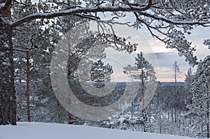 Snow covered pine trees