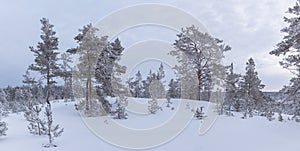 Snow covered pine trees