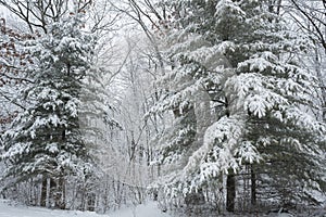 Snow covered pine trees