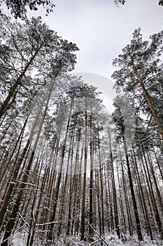 snow-covered pine trees