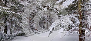 Snow covered pine trees