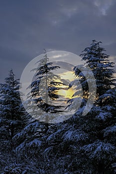 Beautiful deer with huge horns across winter snowy woods. Winter landscape. Christmas, holidays. Vertical imagesnow-covered pine t