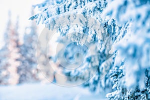 snow covered pine trees amazing winter background