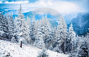 snow covered pine trees amazing winter background