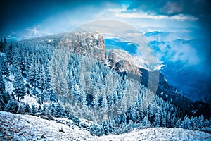 snow covered pine trees amazing winter background