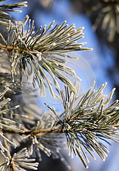 Snow-covered pine trees branches covered with snow frost.