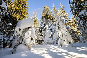 Snow covered pine trees in Carpathian mountains in winter sunny