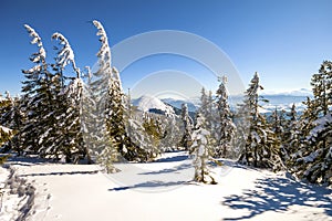 Snow covered pine trees in Carpathian mountains in winter sunny