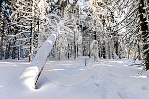 Snow covered pine trees in Carpathian mountains in winter sunny