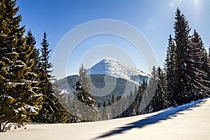 Snow covered pine trees in Carpathian mountains in winter sunny