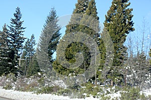 Snow covered Pine Trees on Christmas Day in Shasta Mountains