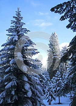 Snow covered pine trees in an early morning winter landscape photo