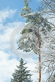 Snow covered pine trees in a forest on winter day