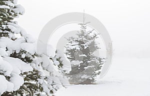 Snow covered pine trees in a ghostly winter fog