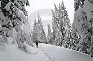 Snow covered pine trees in the mountains