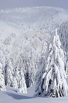 Snow covered pine trees in mountains
