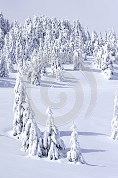 Sneh pokrytý borovica stromy v hory 
