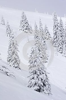 Snow covered pine trees in mountains