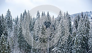 Snow covered pine trees in the mountains on winter landscape. Winter forest background. Snow cowered pine trees, winter