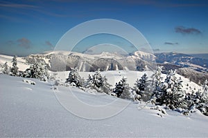 Zasnežené borovice a zaoblené štíty Fatra Slovensko