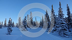 Snow covered pine trees in snowfield of Are Valadalen Fjall mountain in Jamtland in Sweden