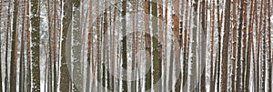 Snow covered pine trees in winter forest