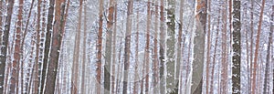 Snow covered pine trees in winter forest